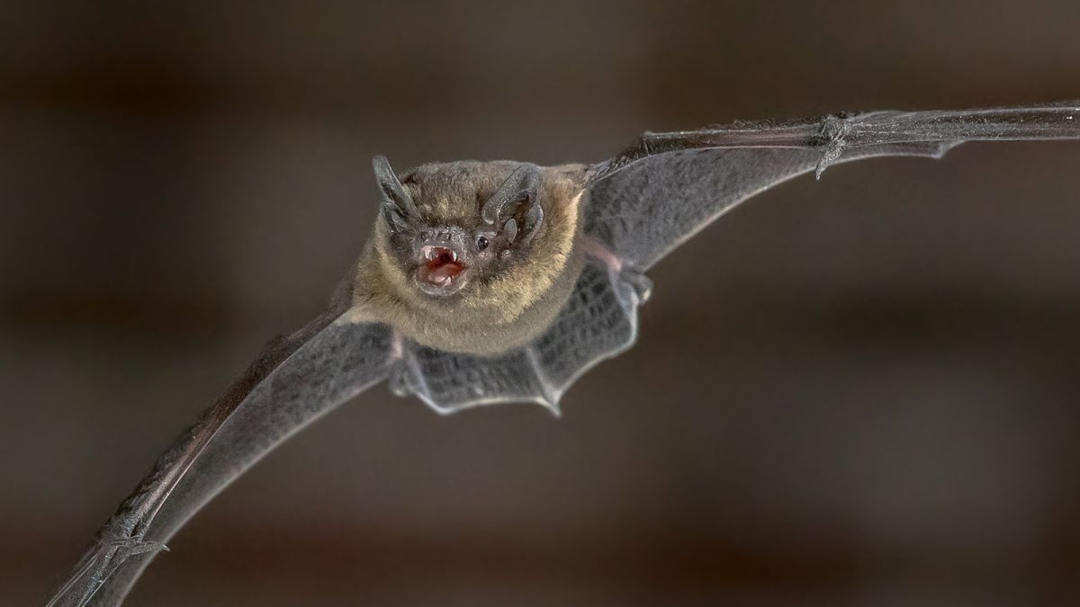 Thumb-sized bat on cusp of world record flight taken down by Russian house cat